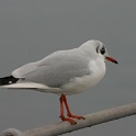 Mouettes - moineaux Vevey - 041